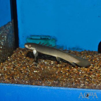 Senegal Bichir - Wild Chad (Polypterus senegalus)