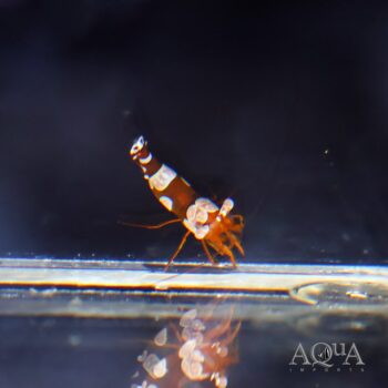 Sexy Shrimp (Thor amboinensis)