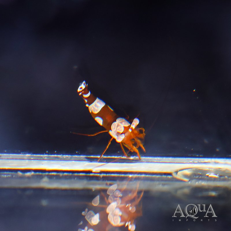 Sexy Shrimp (Thor amboinensis)