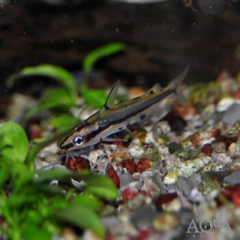 Shadow Catfish (Hyalobagrus flavus)