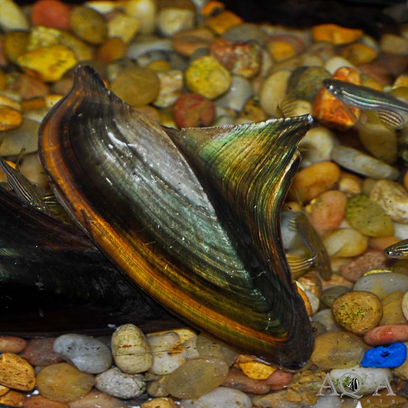 Shark Fin Mussel (Hyriopsis bialatus)
