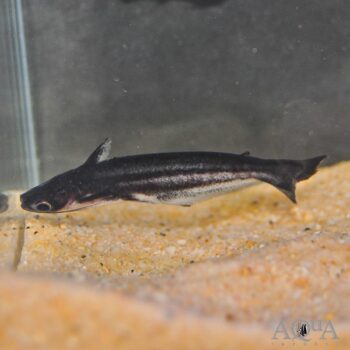 Shark Woodcat (Auchenipterus ambyiacus)