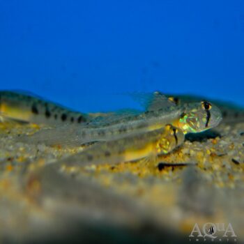 Sharptail Goby (Oligolepis acutipennis)