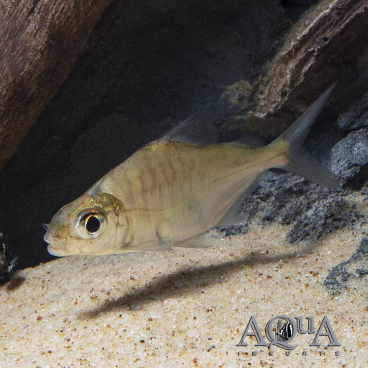 Sheep Head Pacu (Acnodon normani) - Image 2