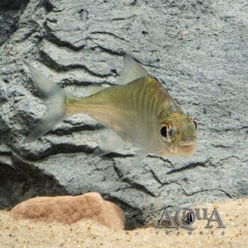 Sheep Head Pacu (Acnodon normani)
