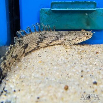 Short Body Endlicheri Bichir