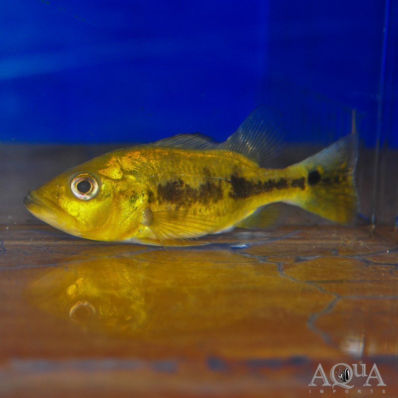 Short Body Kelberi Peacock Bass (Cichla kelberi)