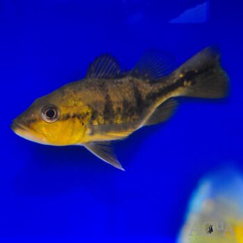 Short Body Kelberi Peacock Bass (Cichla kelberi)