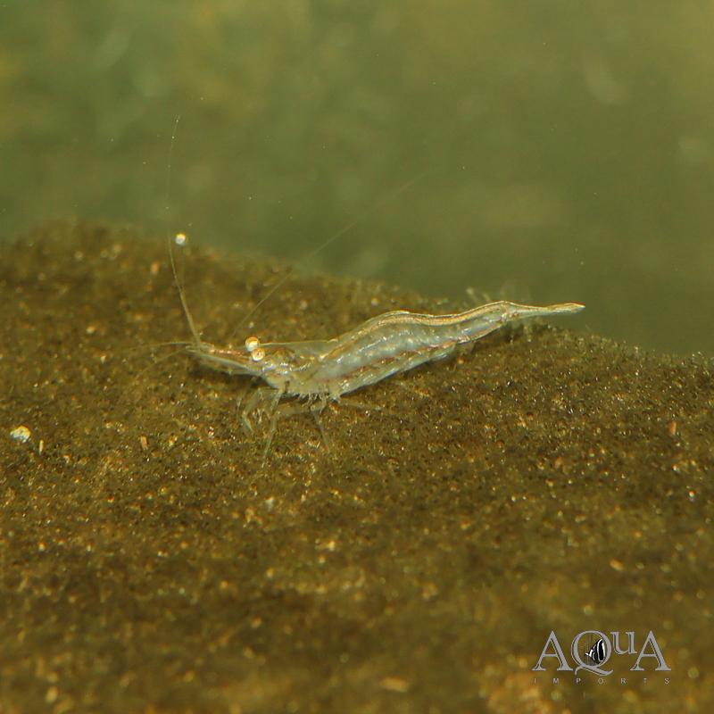 Short Nose Shrimp (Caridina longirostris)