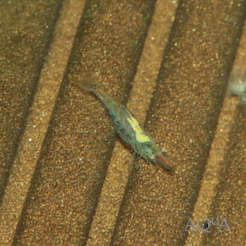 Short Nose Shrimp (Caridina longirostris)