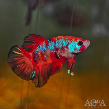 Shortfin Koi Betta Male (Betta splendens)