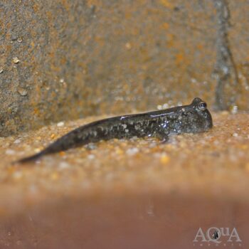 Shuttles Mudskipper (Periophthalmus modestus)
