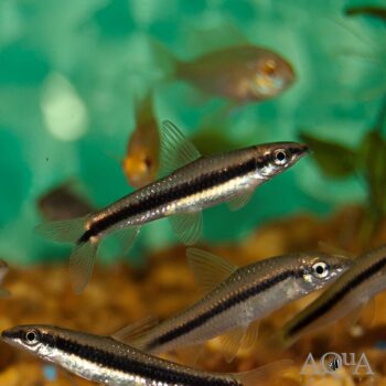 True Siamese Algae Eater (Crossocheilus cf. siamensis)