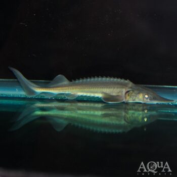 Siberian Sturgeon (Acipenser baerii)