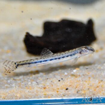 Siberian Tiger Loach (Cobitis sinensis)