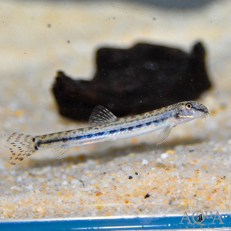 Siberian Tiger Loach (Cobitis sinensis)