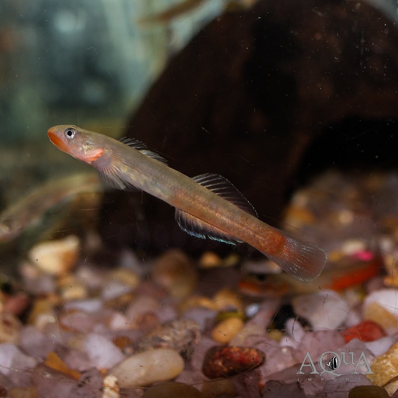 Red Lipstick Goby (Sicyopus rubicundus)