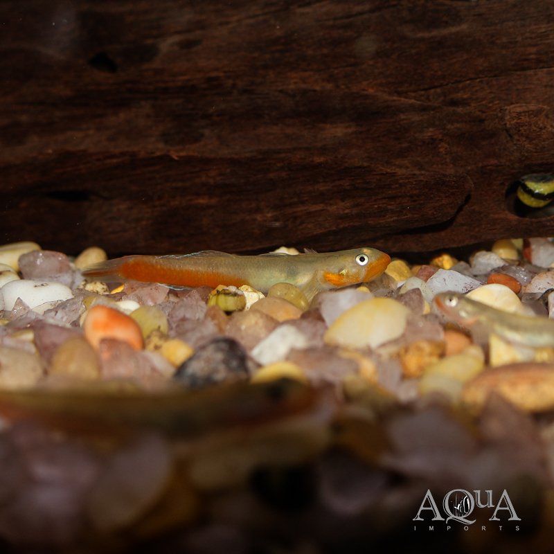 Red Lipstick Goby (Sicyopus rubicundus)
