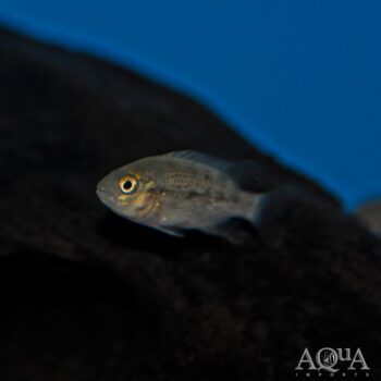 Siebold's Cichlid (Talamancaheros sieboldii)