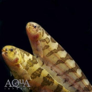 Centipede Knifefish (Steatogenys duidae)