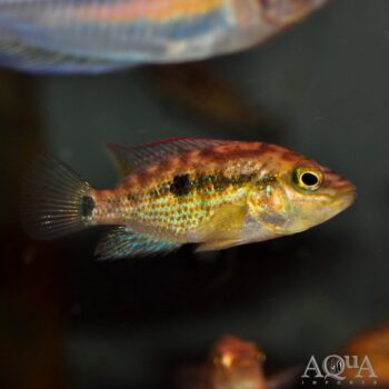 Grammodes Cichlid (Chiapaheros grammodes)