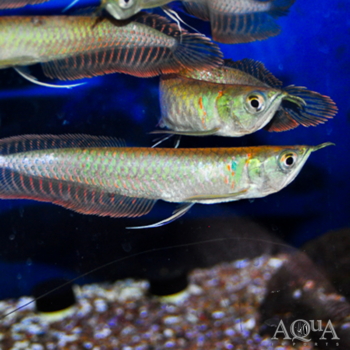 Silver Arowana (Osteoglossum bicirrhosum)