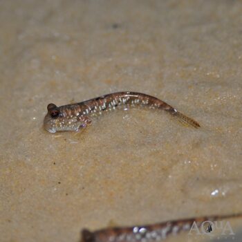 Silver Banded Dwarf Mudskipper (Periophthalmus argentilineatus)
