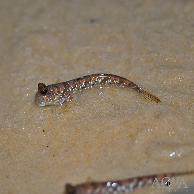 Silver Banded Dwarf Mudskipper (Periophthalmus argentilineatus)