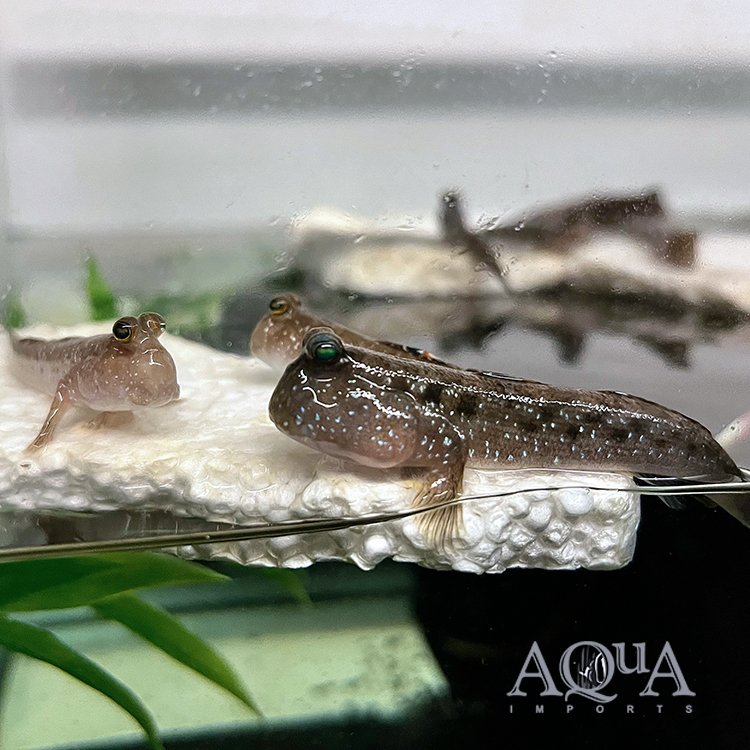 Silver Banded Dwarf Mudskipper (Periophthalmus argentilineatus)