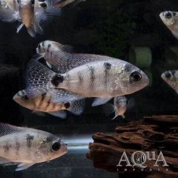 Silver Cichlid (Maskaheros argenteus)