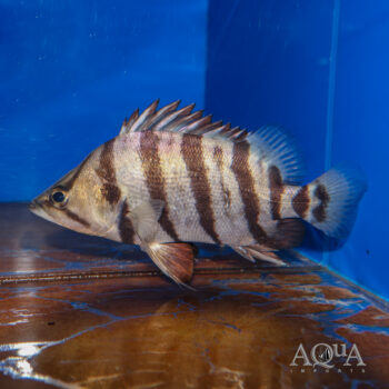 Silver Datnoid (Datnioides polota)