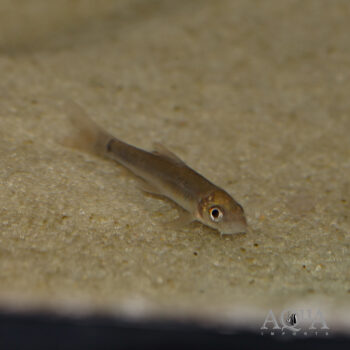 Silver Garra (Garra gotyla)