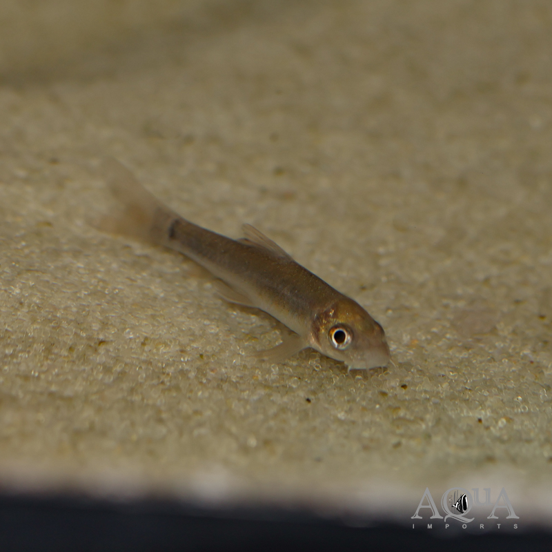 Silver Garra (Garra gotyla)