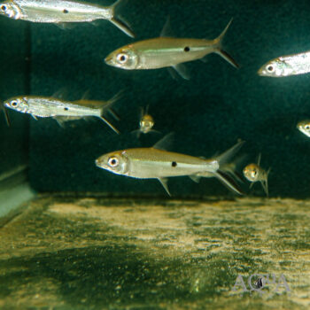 Silver Hemiodus (Hemiodus argenteus)
