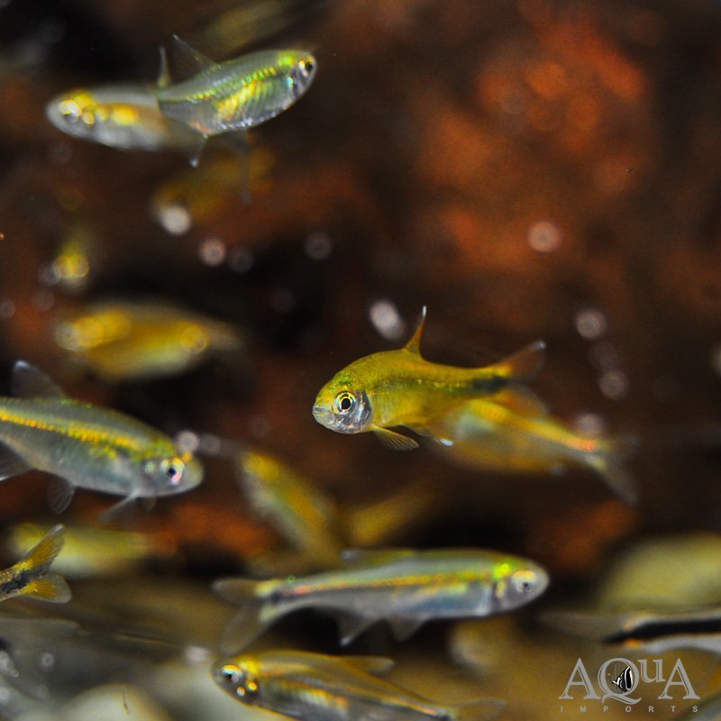 Silvertip Tetra (Hasemania nana)