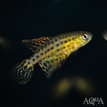 Featherfin Pearlfish (Simpsonichthys constanciae)