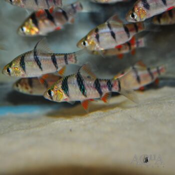 Six Banded Barb (Desmopuntius hexazona)