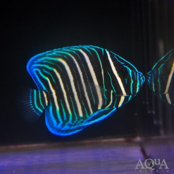 Sixbar Angelfish Juvenile (Pomacanthus sexstriatus)