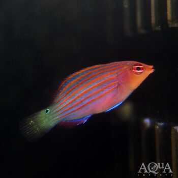 Six Line Wrasse (Pseudocheilinus hexataenia)