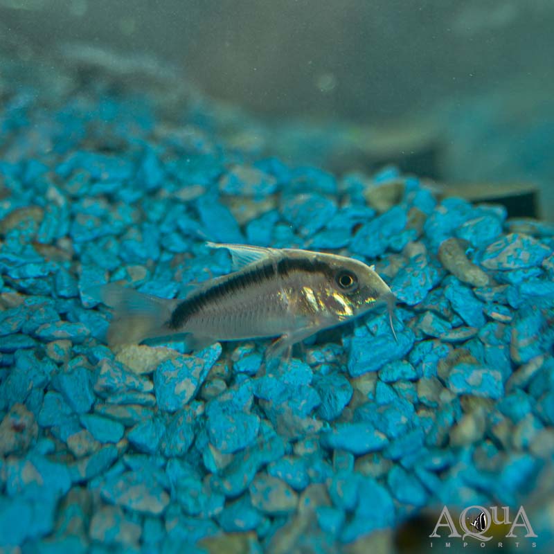 Skunk Cory (Hoplisoma granti)