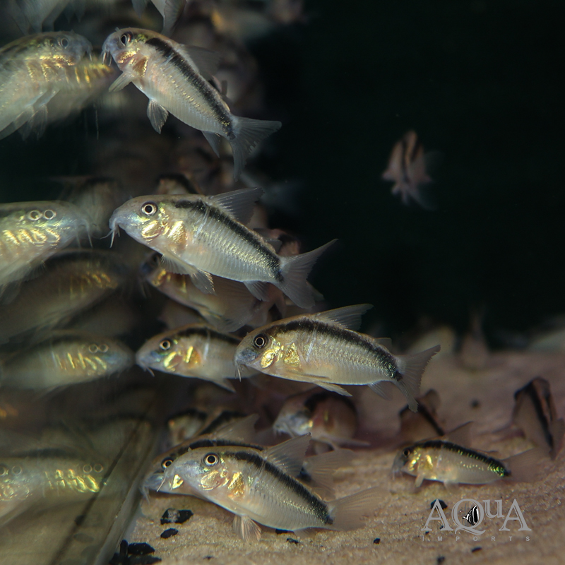 Skunk Cory (Hoplisoma granti)