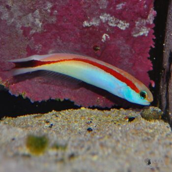 Skunk Tilefish (Hoplolatilus marcosi)