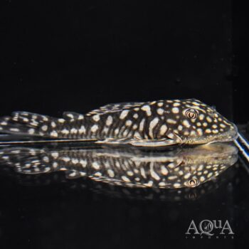 Slate Pleco (Pseudancistrus genisetiger)