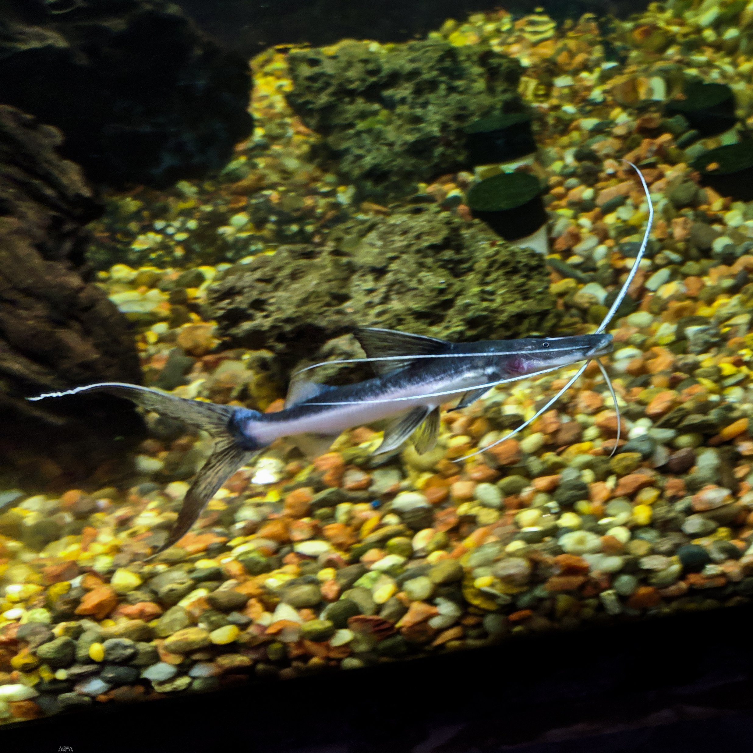 Tabla Barba / Slobbering Catfish (Brachyplatystoma platynemum)