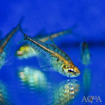 Small Scale Glass Tetra (Charax condei)
