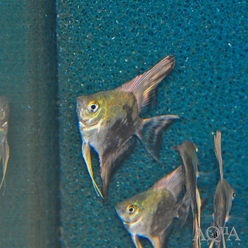 Smokey Angelfish (Pterophyllum scalare) - Image 2