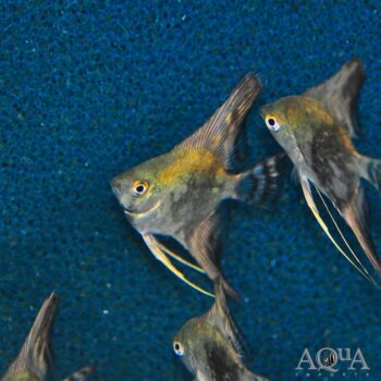 Smokey Angelfish (Pterophyllum scalare)
