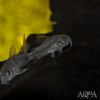 Smudge Spot Cory (Hoplisoma similis)
