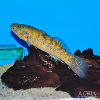 Snakehead Gudgeon (Giuris margaritacea)