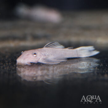 Snow White Bristlenose Pleco (Ancistrus sp.)